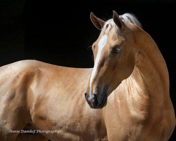 stallion Orthus (KWPN (Royal Dutch Sporthorse), 2019, from DSP Quasi Gold Md)
