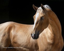 Pferd Orthus (KWPN (Niederländisches Warmblut), 2019, von DSP Quasi Gold Md)