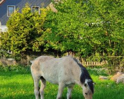 broodmare Freiya von Katjendal (Fjord Horse, 1996, from Hendryk)