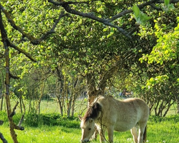 broodmare Fipsi von Katjendal (Fjord Horse, 1991, from Blitzi Ha 1050)