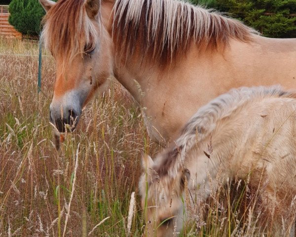 Zuchtstute Fibi von Katjendal (Fjordpferd, 2007, von Jonathan)