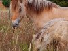 broodmare Fibi von Katjendal (Fjord Horse, 2007, from Jonathan)