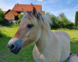 broodmare Falea von Katjendal (Fjord Horse, 2010, from Katrinedals Janus)