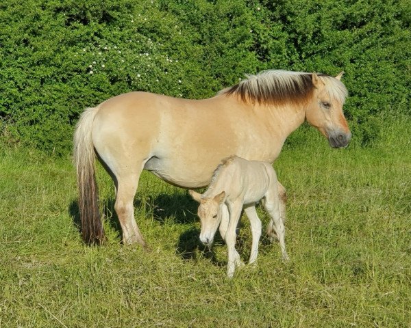 broodmare Florentina von Katjendal (Fjord Horse, 2008, from Birkens Odin)