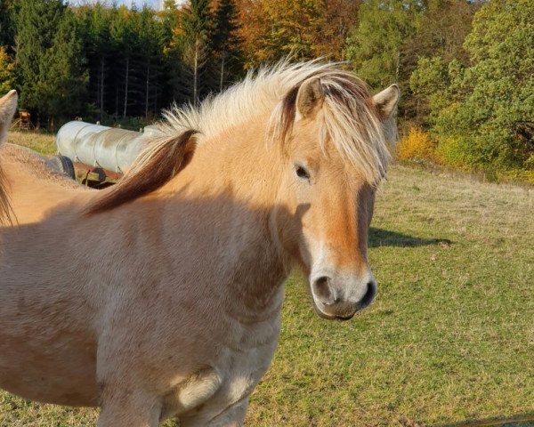 Zuchtstute Flora vom Katjendal (Fjordpferd, 2018, von Jonathan)