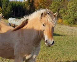 broodmare Flora vom Katjendal (Fjord Horse, 2018, from Jonathan)