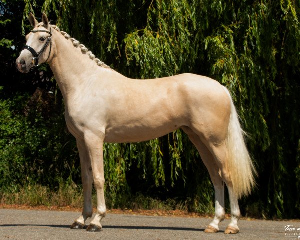 broodmare Elaine (KWPN (Royal Dutch Sporthorse), 2017, from Bosco)