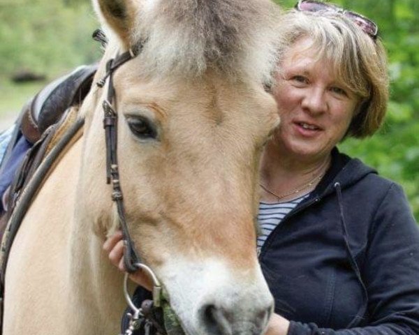 Pferd Ben (Fjordpferd, 1992, von Blitzi Ha 1050)