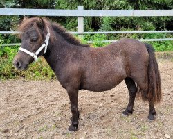 Pferd Tessy vom Burgblick (Shetland Pony (unter 87 cm), 2022, von Zirco van Polderka)