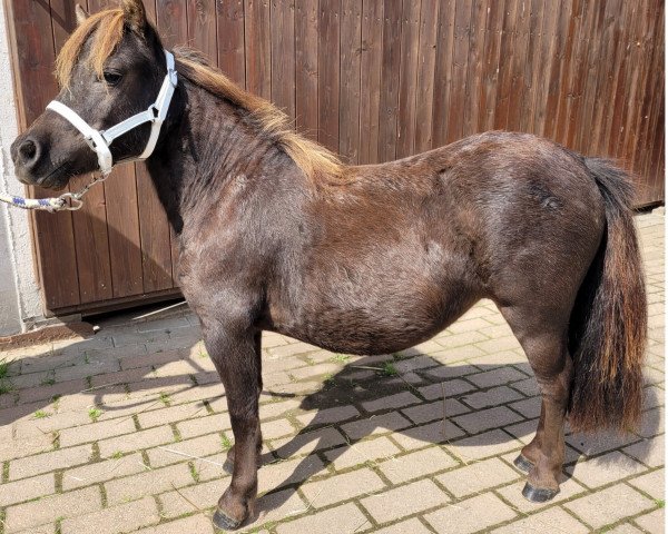 horse Bonita vom Burgblick (Shetland pony (under 87 cm), 2022, from Zirco van Polderka)
