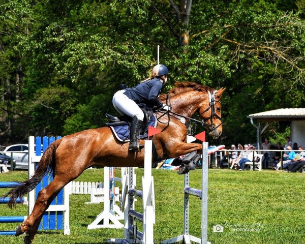 jumper Carlotta Aurora (German Sport Horse, 2016, from Captain Olympic)