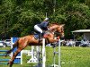 jumper Carlotta Aurora (German Sport Horse, 2016, from Captain Olympic)