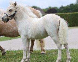 horse Indira vom Burbblick (Shetland pony (under 87 cm), 2023, from Krummhörn`s Elmar)