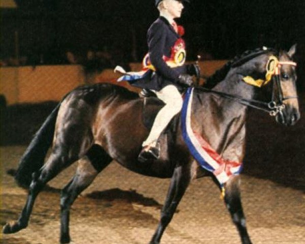 broodmare Coveham Sensation (British Riding Pony, 1984, from Whalton Touch o'the Blues)