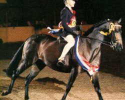 broodmare Coveham Sensation (British Riding Pony, 1984, from Whalton Touch o'the Blues)