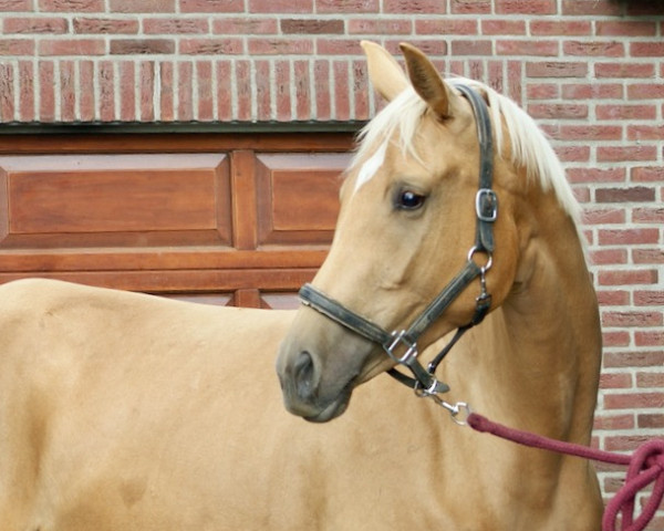 Dressurpferd Phi Taine (KWPN (Niederländisches Warmblut), 2020, von Qaside Md)