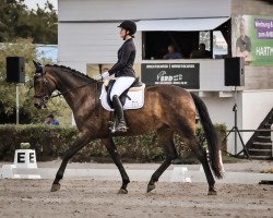 dressage horse Sambatänzer 6 (Westphalian, 2012, from San Amour I)