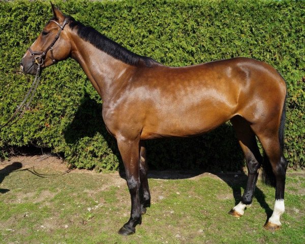 broodmare Klara (Holsteiner, 2017, from Quibery 3)