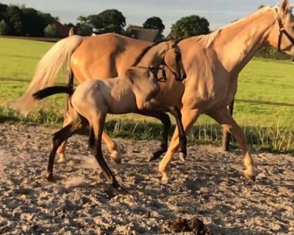 Pferd Souveraine (KWPN (Niederländisches Warmblut), 2022, von VDL Cardento 933)