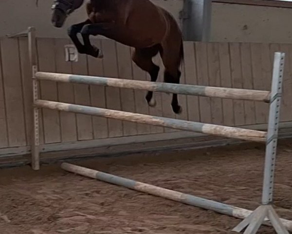 jumper Nature One 3 (Hungarian Warmblood, 2019, from Alfy)