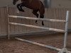 jumper Nature One 3 (Hungarian Warmblood, 2019, from Alfy)