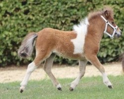 Pferd Piccolina vom Burgblick (Shetland Pony (unter 87 cm), 2023, von Hahns Piccolo Grande)