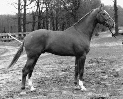 Deckhengst Edison (KWPN (Niederländisches Warmblut), 1986, von Notaris)