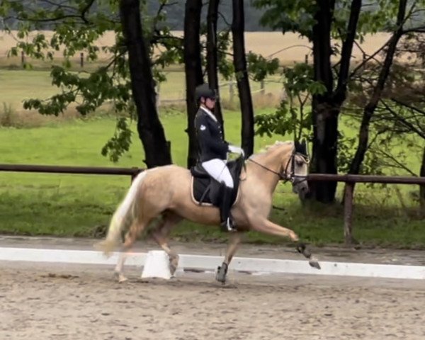 dressage horse Schierensees Shakira (German Riding Pony, 2018, from Charlie Brown)