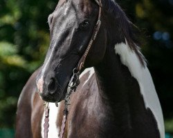 horse Surprises Sparrow (Paint Horse, 2010)