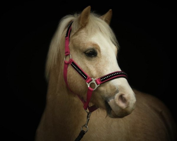 Dressurpferd Hope Kennith (Welsh Mountain Pony (Sek.A), 2012)