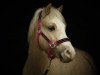 dressage horse Hope Kennith (Welsh mountain pony (SEK.A), 2012)