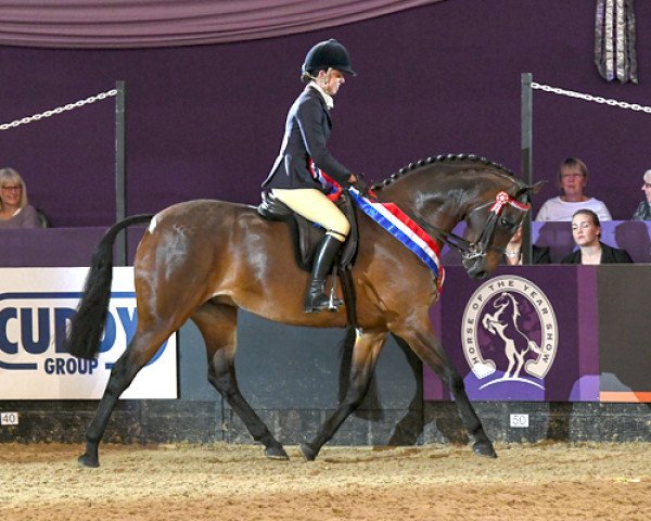 horse Carmens Novello (British Riding Pony, 2013, from Chiddock Stop Watch)