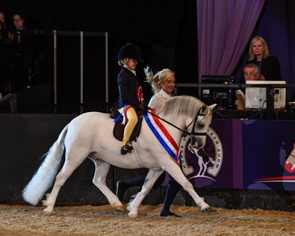 Pferd Thistledown Van-Der-Vaart (Welsh Mountain Pony (Sek.A), 2008, von Maestir Valient)