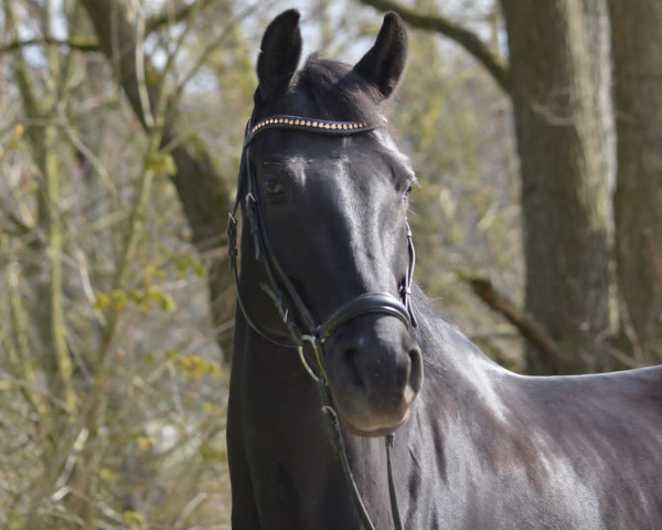 dressage horse Veni Vidi Vici 36 (Westphalian, 2016, from Voyageur 2)