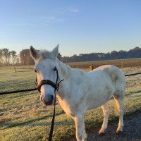 dressage horse Teach Mór Song (Connemara Pony, 2014, from I Love You Melody)