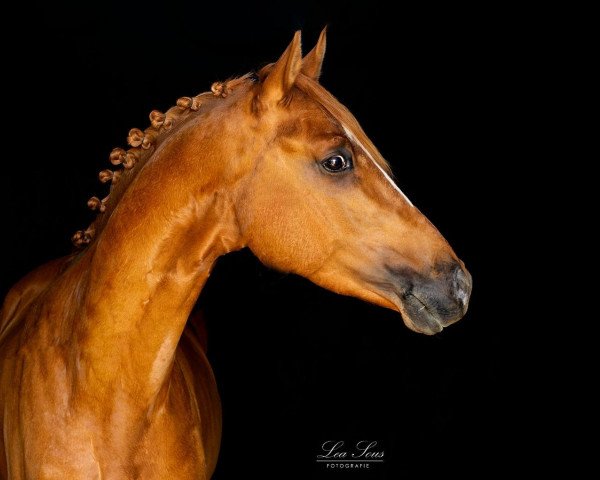 horse Mystique Chilly Cracker (German Riding Pony, 2019)