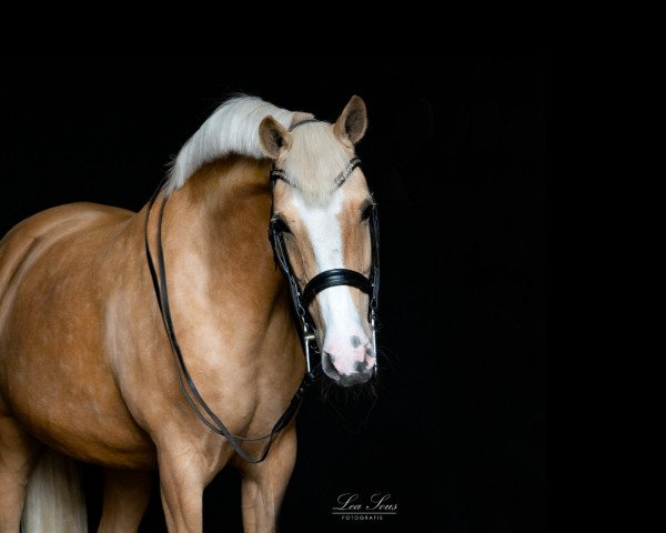 horse Hesselteichs A Gorgeous Girl (German Riding Pony, 2010)