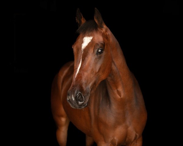 horse Pelle (KWPN (Royal Dutch Sporthorse), 2020)