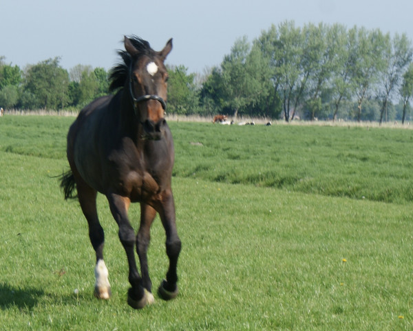 Zuchtstute Excellent PB (KWPN (Niederländisches Warmblut),  , von Whitaker)