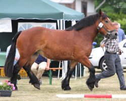 broodmare Gina (Rhenish-German Cold-Blood, 2013, from Gunder)