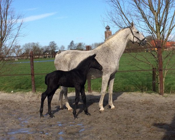 jumper Pjotter (KWPN (Royal Dutch Sporthorse), 2020, from Dallas VDL Z)