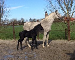 jumper Pjotter (KWPN (Royal Dutch Sporthorse), 2020, from Dallas VDL Z)