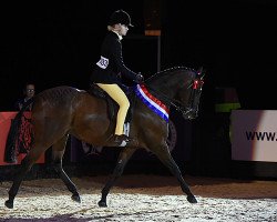 horse Litton Enterprise (British Riding Pony, 2006, from Llanarth Aristocat)