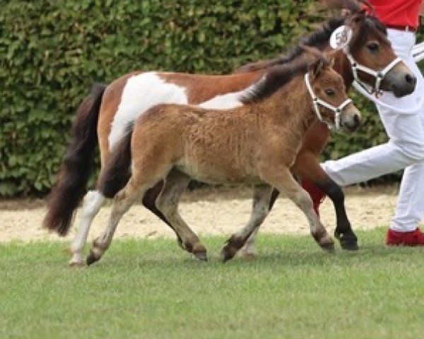 horse Kessy vom Burgblick (Shetland pony (under 87 cm), 2023, from Hummer of Chestnut Stable)