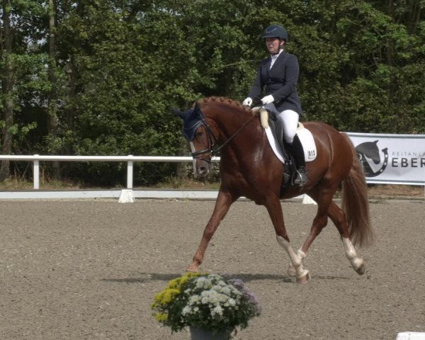 Reitturnier Zillhofen/Obb. 2023