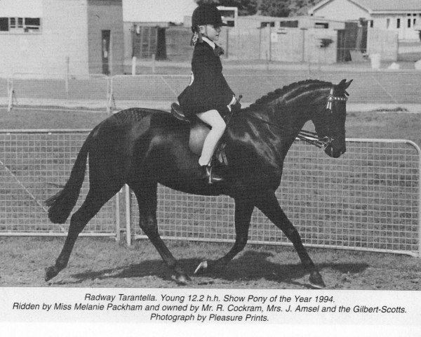 Pferd Radway Tarantella (British Riding Pony, 1989, von Sandbourne Royal Ensign)