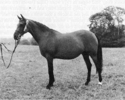 Zuchtstute My Fancy Lady (British Riding Pony, 1971, von Nova Golden Oriel)