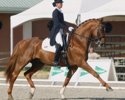 stallion Bernstein (Hanoverian, 1996, from Banditentraum)