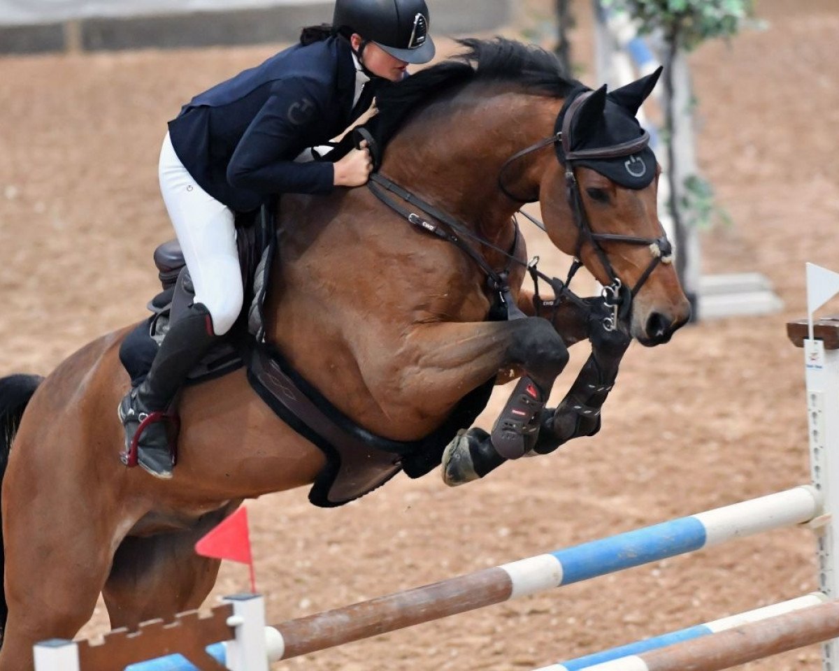jumper Le Parisien 2 (Zangersheide riding horse, 2008, from Tailormade Lawito)