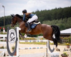 jumper Carpelina T (German Sport Horse, 2016, from Carpe-Diem 2)